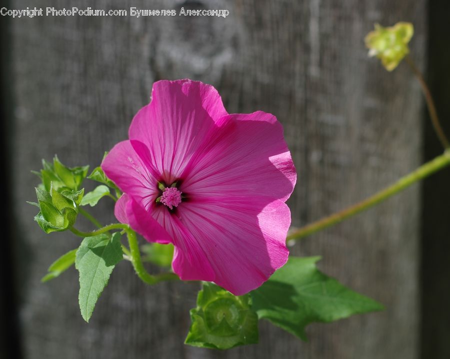 Blossom, Flora, Flower, Geranium, Plant, Cosmos, Petal