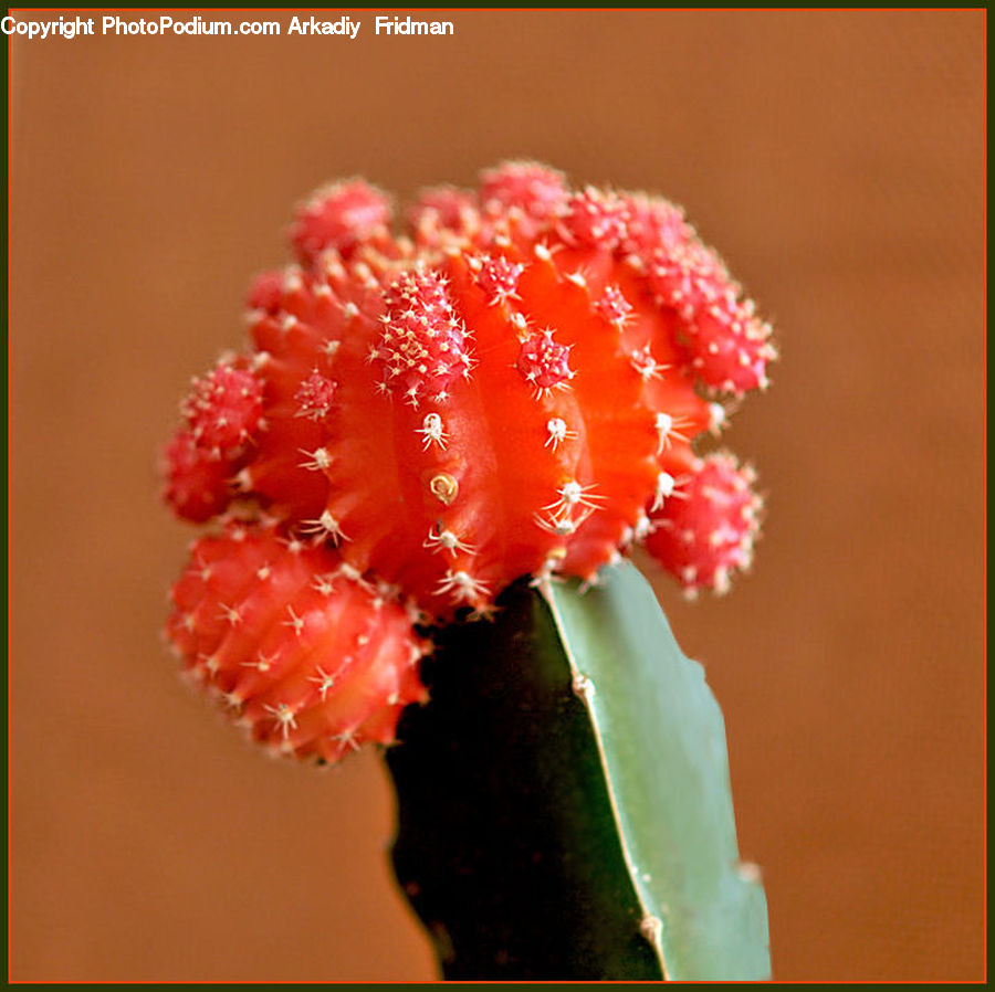 Blossom, Carnation, Flower, Plant, Fruit, Cactus, Flower Arrangement