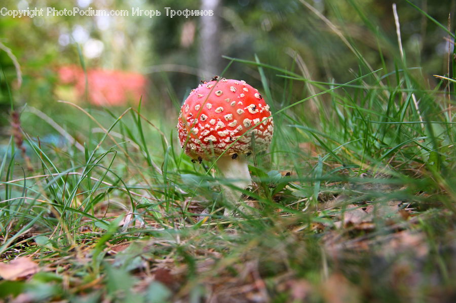 Agaric, Amanita, Fungus, Mushroom, Plant, Field, Grass