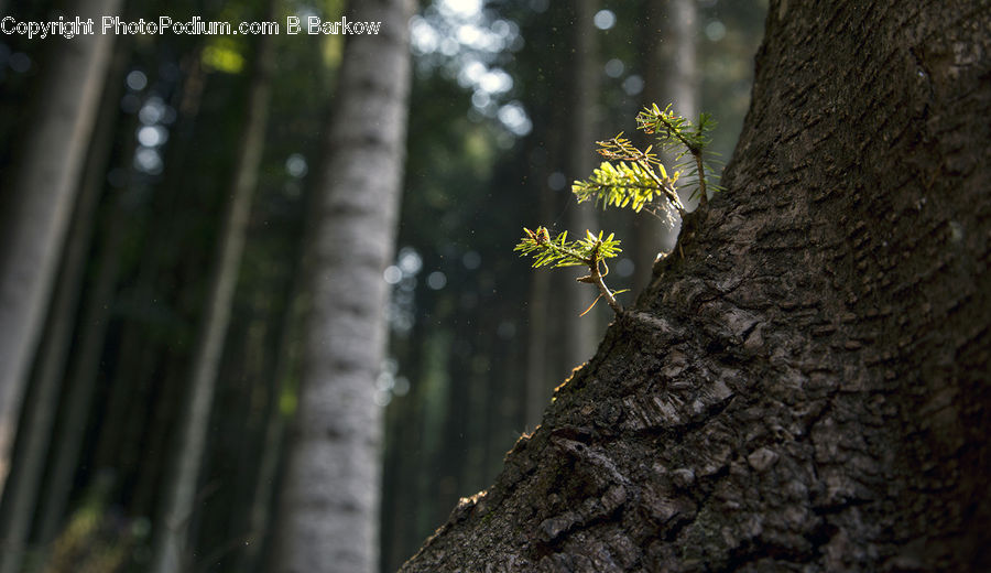 Conifer, Larch, Tree, Wood, Tree Trunk, Fir, Plant