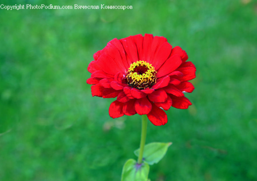 Cosmos, Blossom, Flora, Flower, Plant, Dahlia, Petal