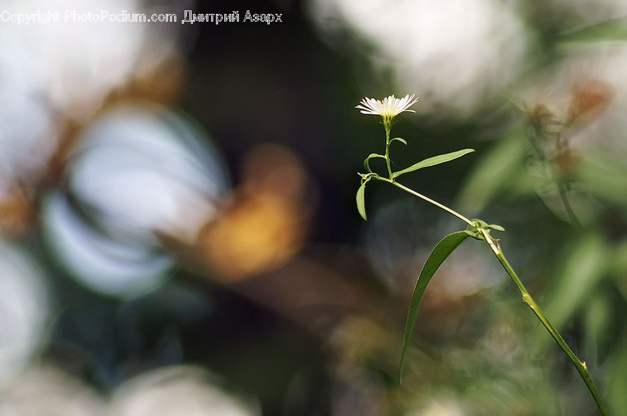 Field, Grass, Grassland, Plant, Blossom, Flora, Flower