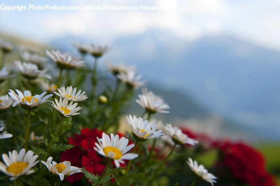 Daisies, Daisy, Flower, Plant, Blossom, Flora, Geranium