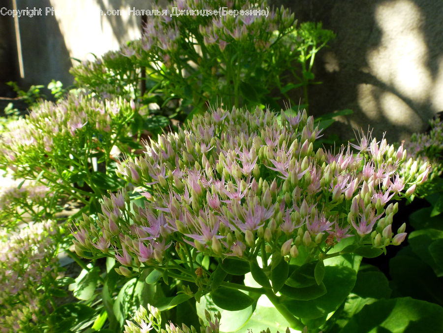 Herbal, Herbs, Plant, Planter, Bush, Vegetation, Blossom
