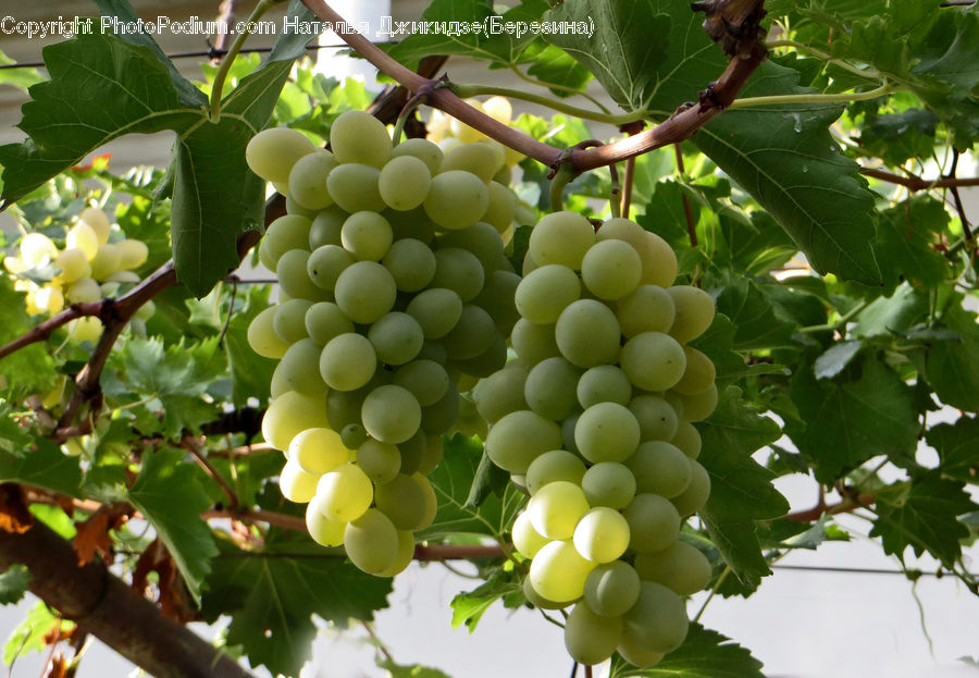 Fruit, Grapes, Plant, Vine, Ivy, Oak, Sycamore