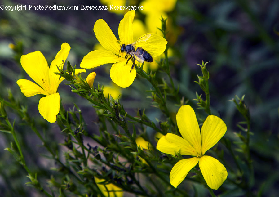 Fiber, Flax, Flora, Flower, Plant, Pollen, Blossom