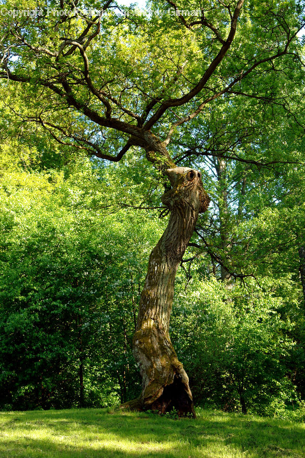 Oak, Tree, Wood, Plant, Conifer, Fir, Forest