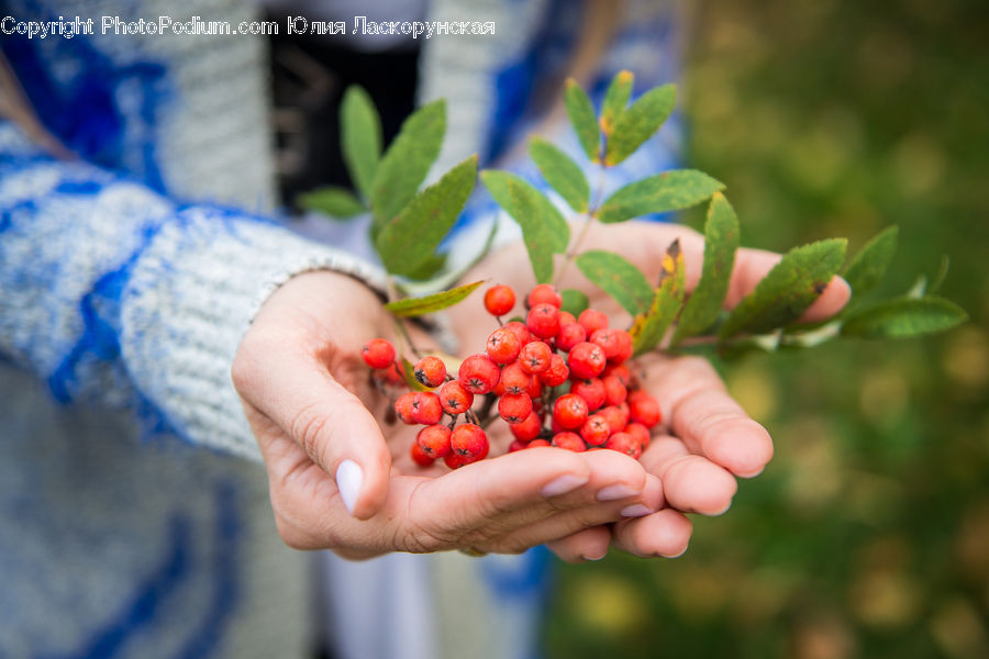 Fruit, Grapes, Beverage, Green Tea, Herbal, Leaf, Plant