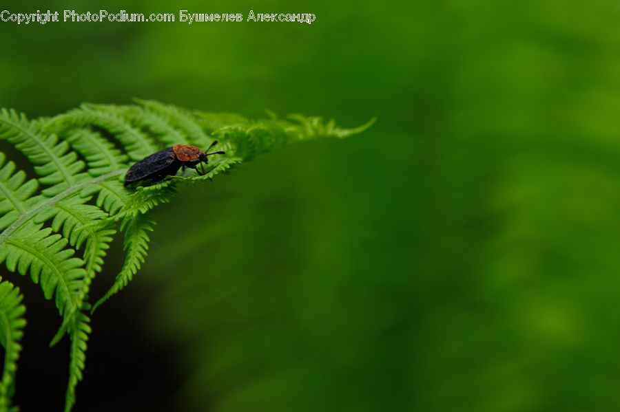 Conifer, Fir, Plant, Tree, Fern, Blossom, Flora