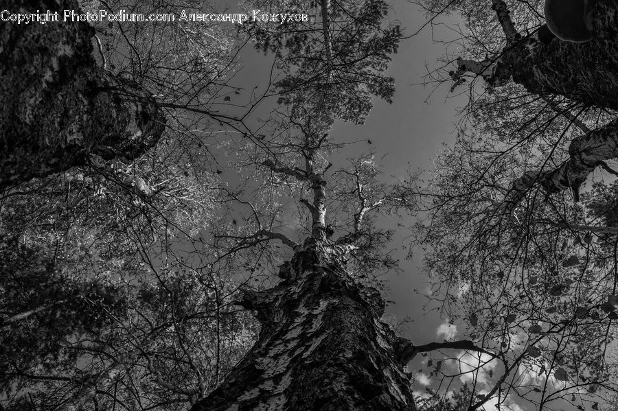 Plant, Tree, Oak, Wood, Forest, Vegetation, Outdoors