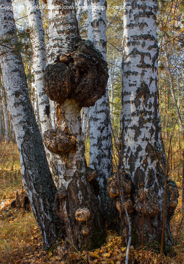 Birch, Tree, Wood