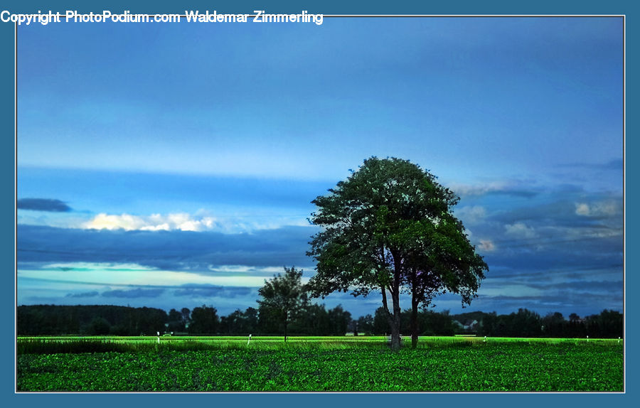 Plant, Tree, Oak, Wood, Landscape, Nature, Scenery