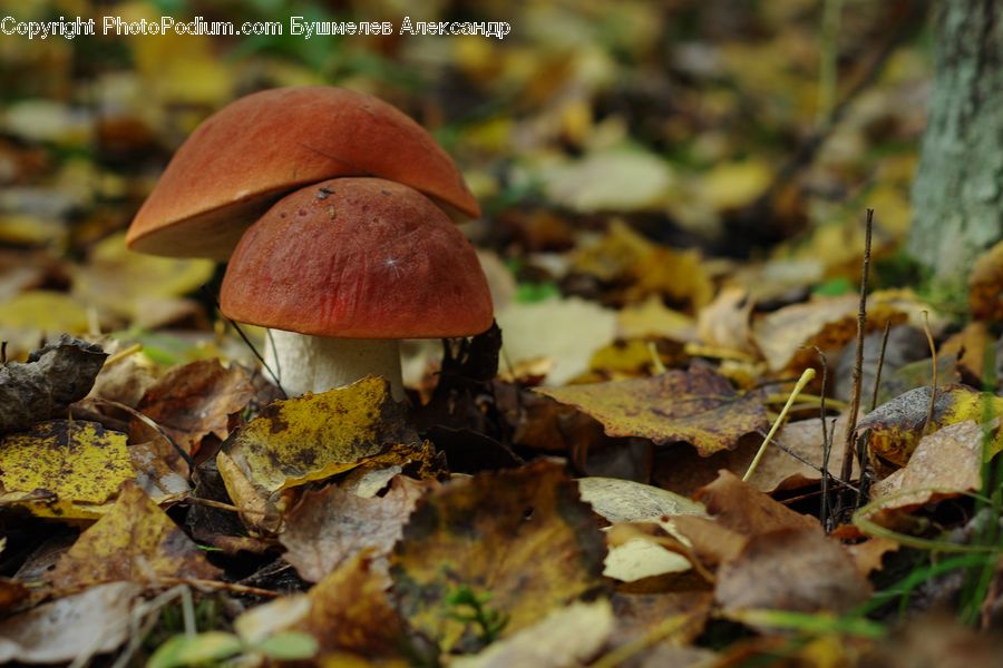 Agaric, Amanita, Fungus, Mushroom, Plant, Vine, Blossom