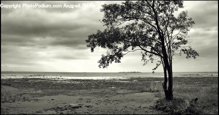 Plant, Tree, Beach, Coast, Outdoors, Sea, Water