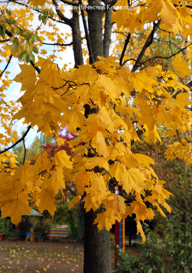 Maple, Tree, Wood, Maple Leaf, Plant, Ivy, Vine