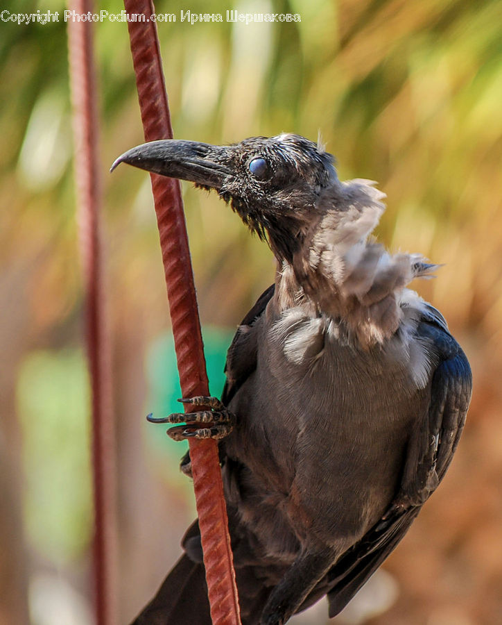 Bird, Blackbird, Crow, Blue Jay, Bluebird, Jay, Head
