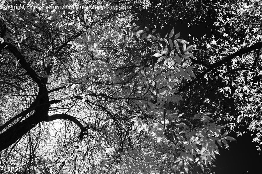 Plant, Tree, Outdoors, Ripple, Water, Oak, Wood