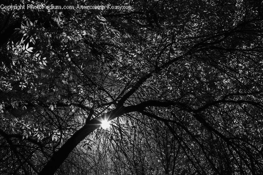 Plant, Tree, Oak, Wood, Forest, Vegetation, Jungle