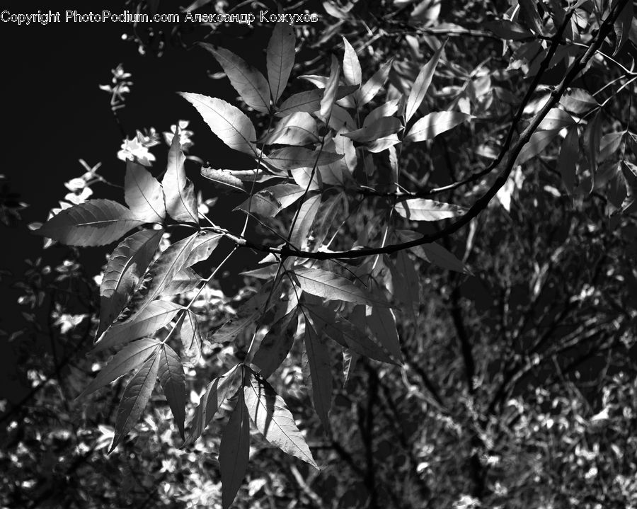 Blossom, Flora, Flower, Plant, Tree, Forest, Jungle