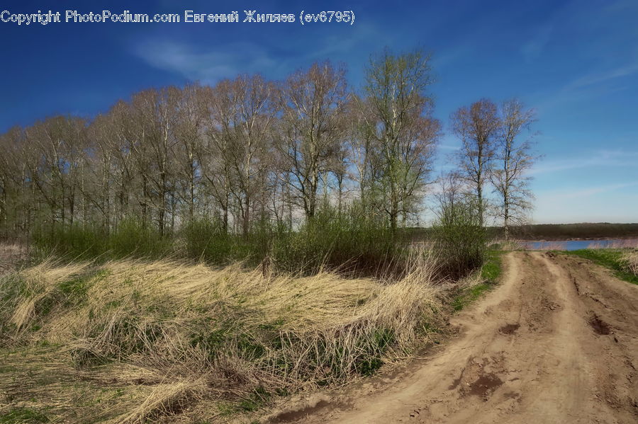 Dirt Road, Gravel, Road, Field, Grass, Grassland, Plant