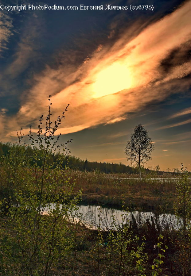 Land, Marsh, Pond, Swamp, Water, Field, Grass