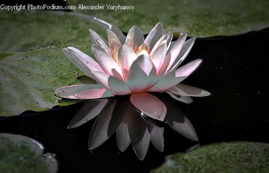 Flower, Lily, Plant, Pond Lily, Blossom, Flora, Dahlia