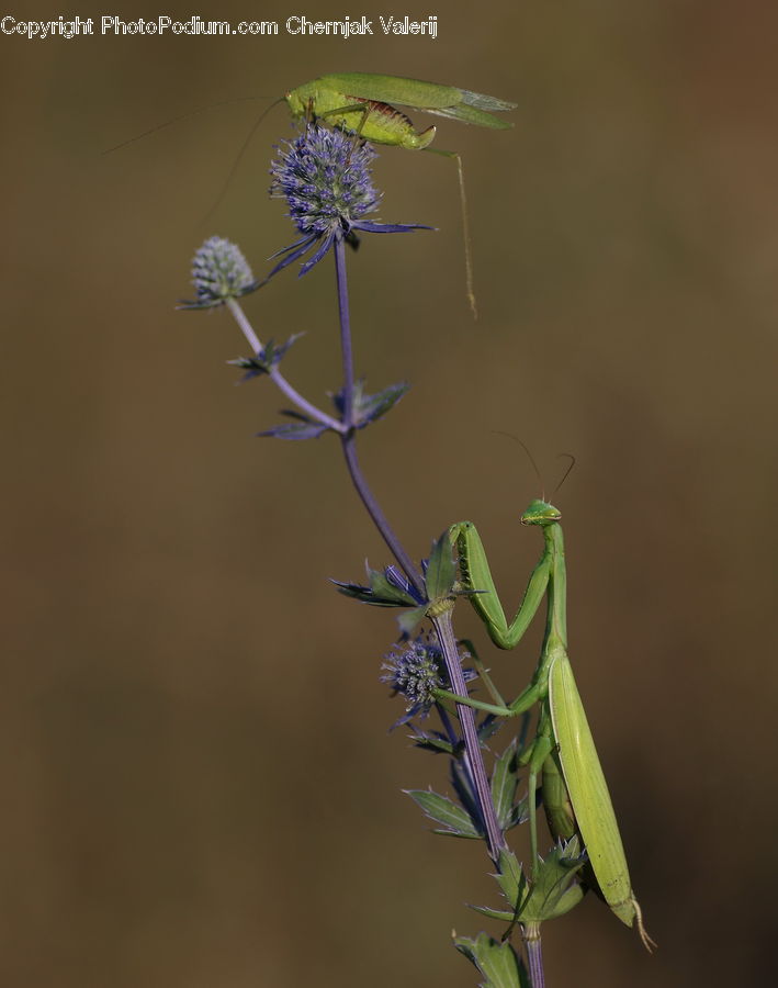 Cricket Insect, Grasshopper, Insect, Invertebrate, Flora, Flower, Plant