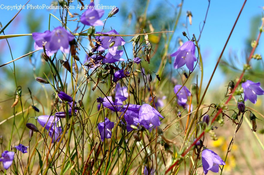 Blossom, Crocus, Flora, Flower, Plant, Violet, Aquilegia