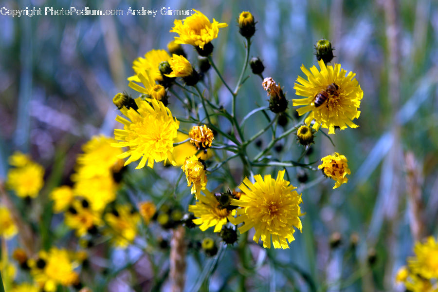 Asteraceae, Blossom, Flora, Flower, Plant, Daisies, Daisy