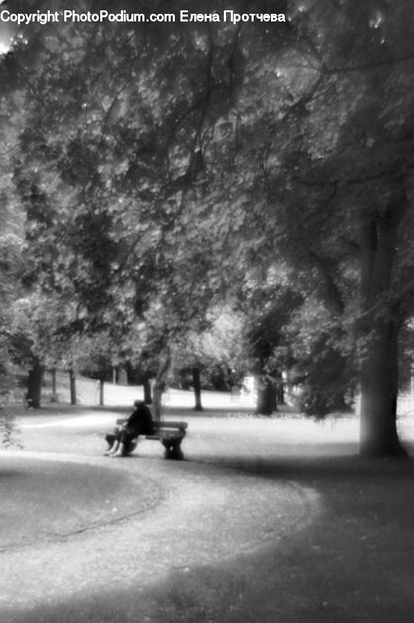 Bench, Plant, Tree, Fir, Forest, Grove, Vegetation