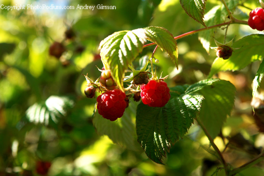 Fruit, Raspberry, Cherry, Grapes, Blossom, Flora, Flower