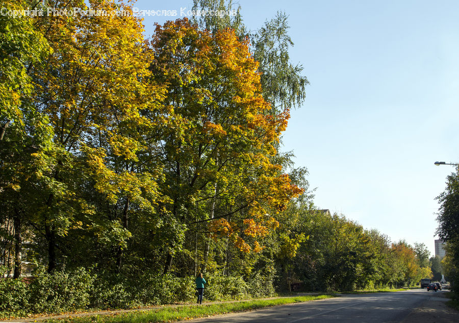 Dirt Road, Gravel, Road, Freeway, Highway, Conifer, Fir