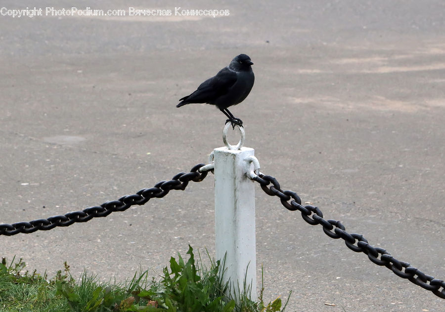 Bird, Blackbird, Crow, Asphalt, Tarmac, Herbal, Herbs