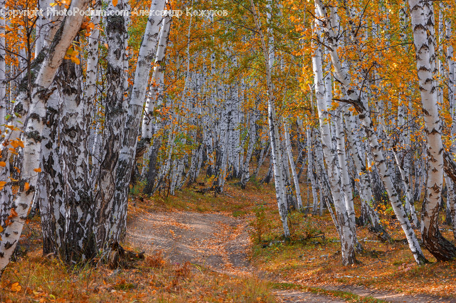 Birch, Tree, Wood, Forest, Vegetation