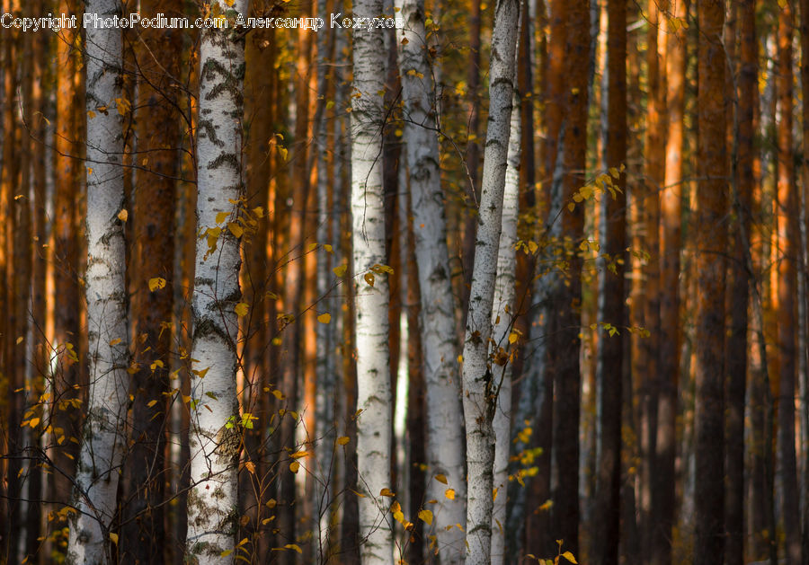Birch, Tree, Wood, Forest, Vegetation