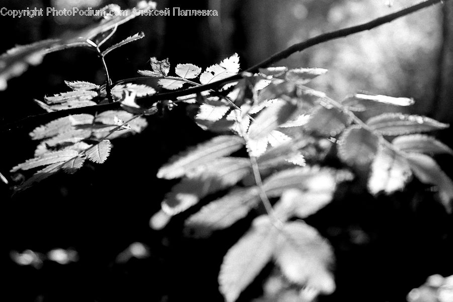 Blossom, Flora, Flower, Plant, Ivy, Vine, Conifer