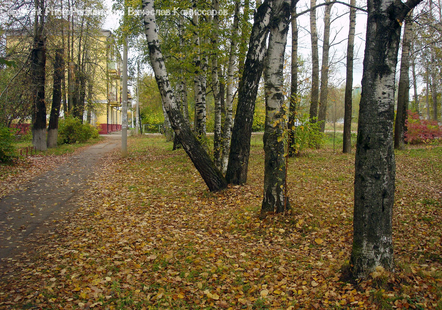 Birch, Tree, Wood, Forest, Grove, Land, Vegetation