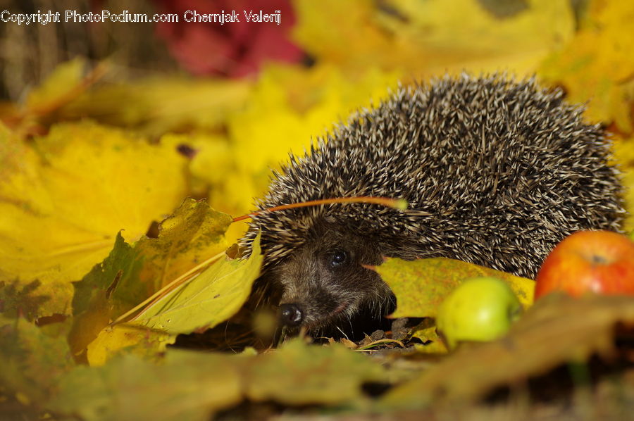 Animal, Hedgehog, Mammal, Porcupine, Rodent, Flora, Pollen