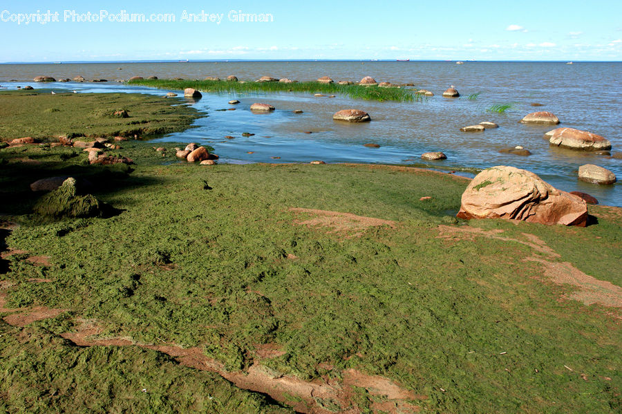 Rock, Beach, Coast, Outdoors, Sea, Water, Algae