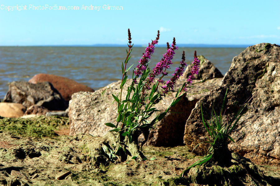 Coast, Outdoors, Sea, Water, Conifer, Fir, Plant