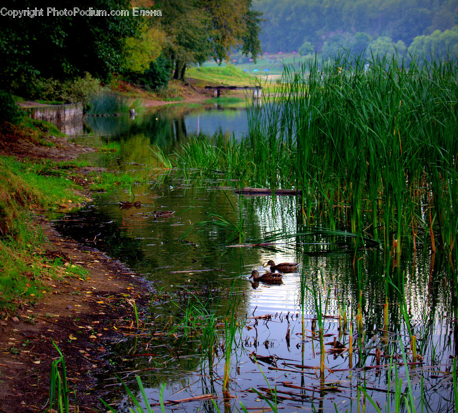 Outdoors, Pond, Water, Land, Marsh, Swamp, Blossom