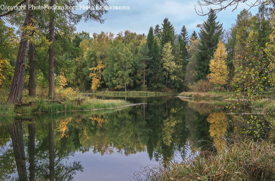Outdoors, Pond, Water, Forest, Vegetation, Conifer, Fir