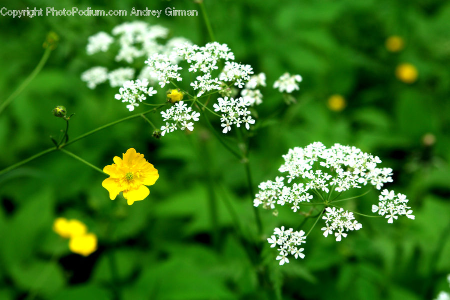 Dill, Plant, Apiaceae, Blossom, Flora, Flower, Asteraceae