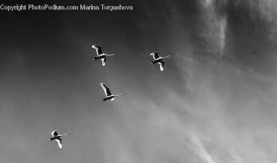 Flying