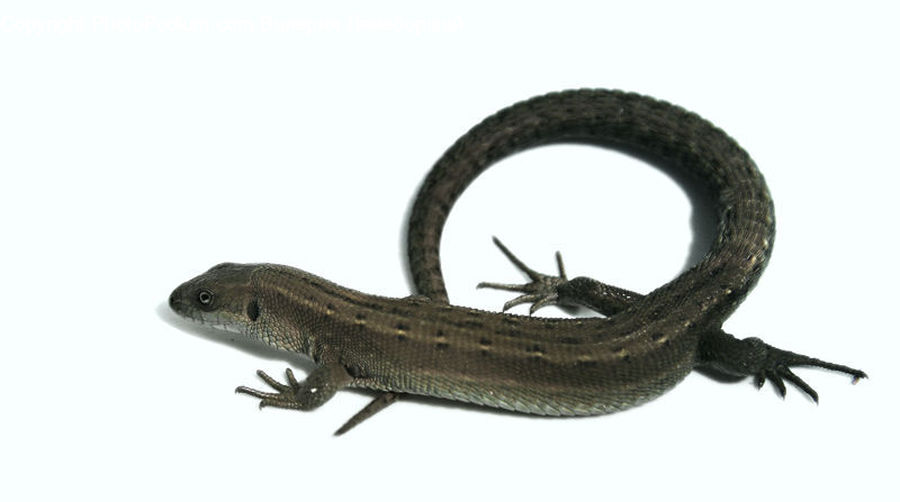 Amphibian, Salamander, Wildlife, Lizard, Reptile