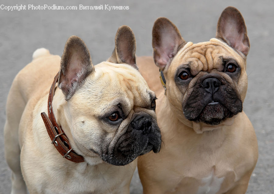 Animal, Boxer, Bulldog, Canine, Dog, Mammal, Pet