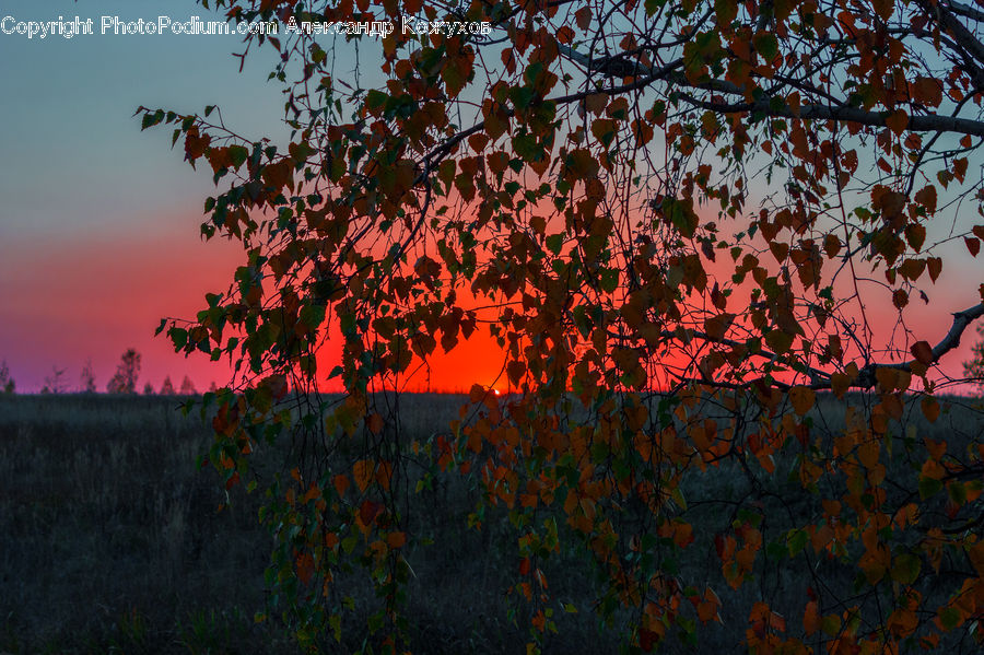 Dawn, Dusk, Red Sky, Sky, Sunrise, Sunset, Bush