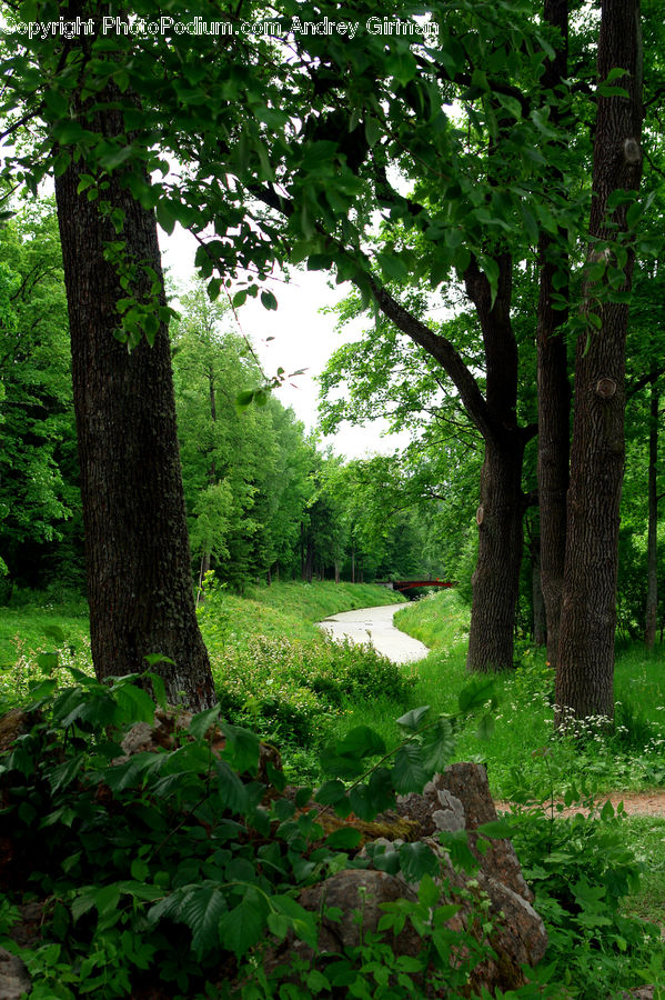 Forest, Vegetation, Grove, Land, Plant, Tree, Conifer