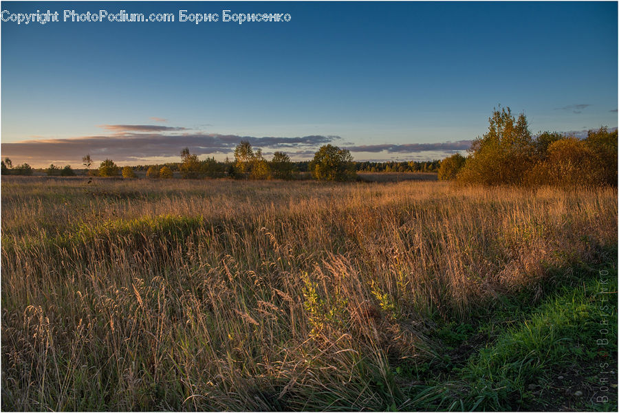 Field, Grass, Grassland, Land, Outdoors, Plant, Grain