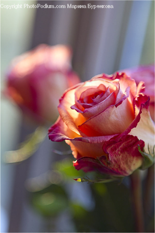 People, Person, Human, Blossom, Flower, Plant, Rose